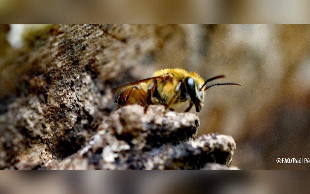 Las abejas: mucho más que miel, un escudo para el planeta