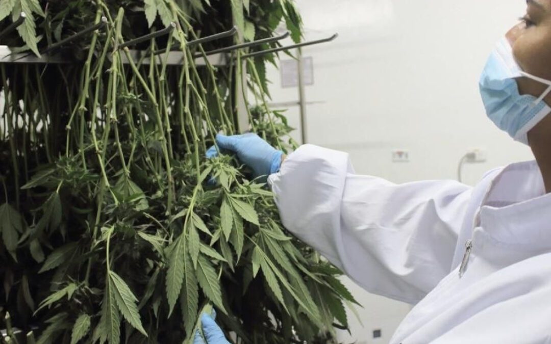 La UPTC se convierte en la primera universidad del país en ofertar la especialización en Cannabis y Cannabinoides