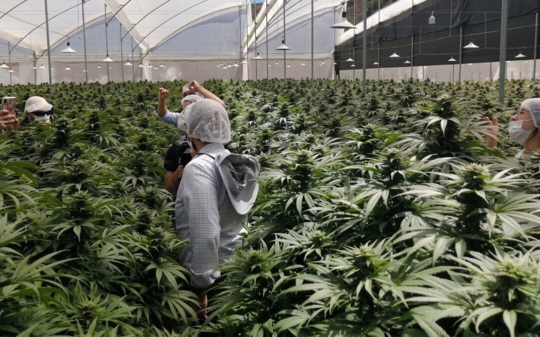 Congreso colombiano empieza de nuevo el trámite para regular cannabis de uso recreativo