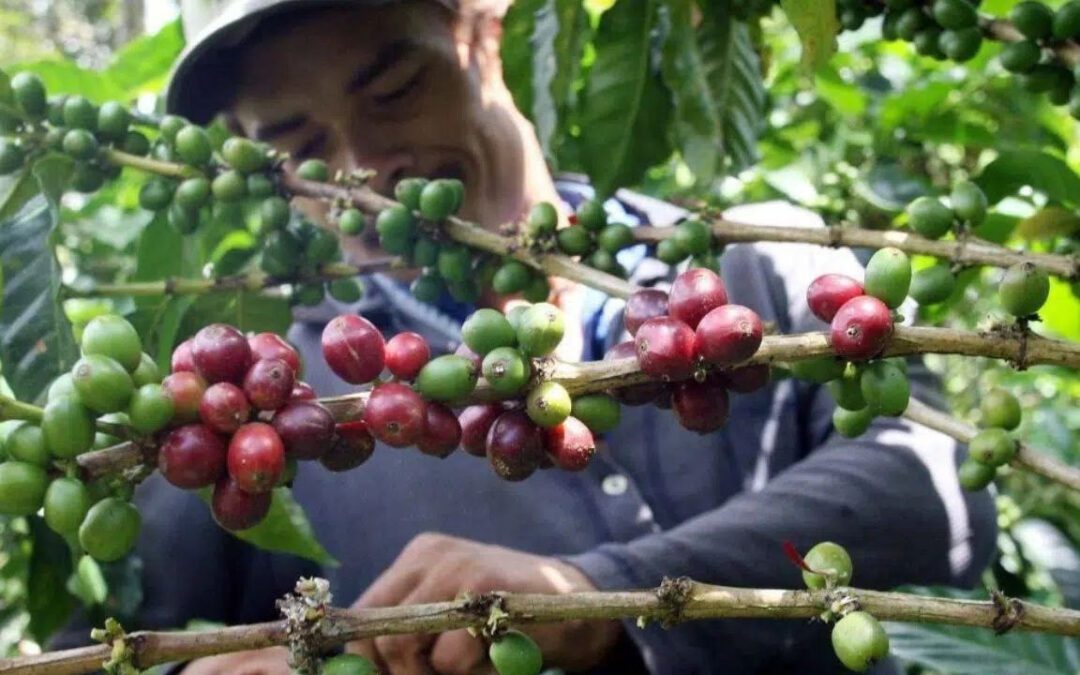 El próximo 25 de mayo vence el plazo para la cedulación cafetera, con miras a las elecciones del sector #Tolditos7Días
