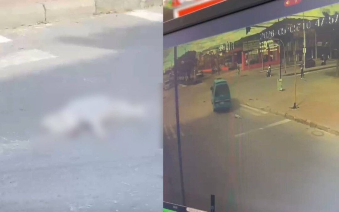 Denuncian que conductor de buseta de Translago S.A. habría atropellado a un perrito y lo dejó agonizando en una vía de Sogamoso