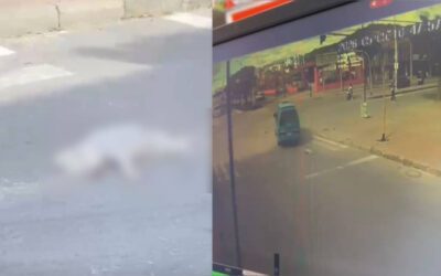 Denuncian que conductor de buseta de Translago S.A. habría atropellado a un perrito y lo dejó agonizando en una vía de Sogamoso