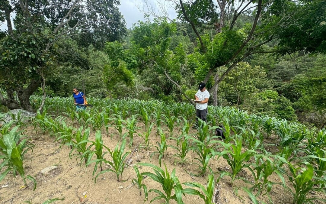 ONU advierte mayor riesgo de inseguridad alimentaria en América Latina por fenómeno de El Niño