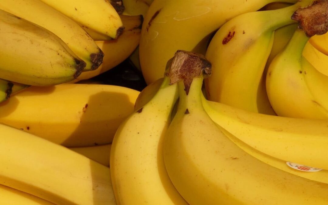 Gremios bananeros de Colombia impulsan alianza científica para enfrentar el Fusarium R4T