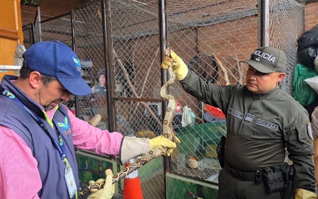 Una boa fue hallada en el interior de una vivienda en Saboyá, especie inusual en ese clima