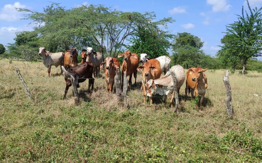Ganaderos en la región Caribe afectados por la sequía, el alto costo de los insumos y el desplome del precio de la leche
