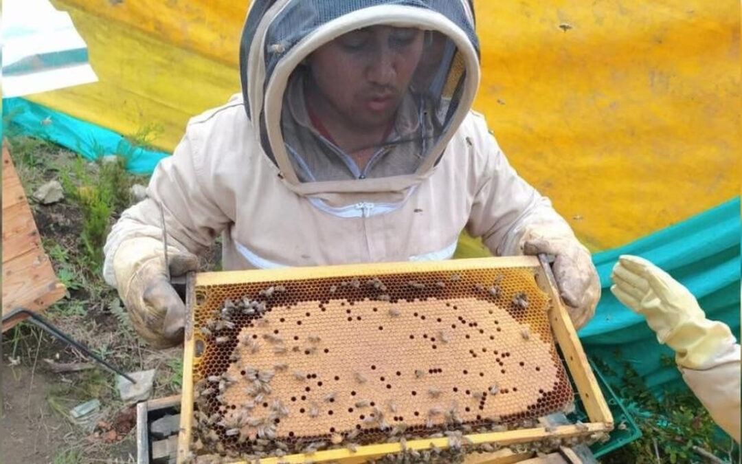Boyacá obtiene patente por proyecto que utiliza abejas para mejorar la productividad y reducir enfermedades en cultivos