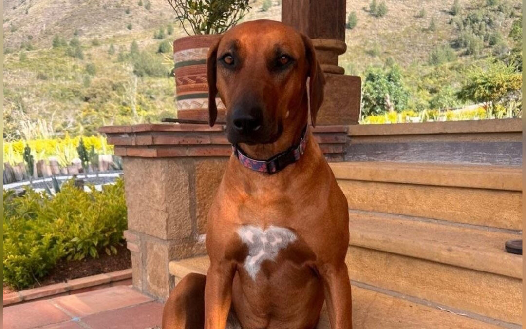 Este domingo habrá una velatón en Villa de Leyva para exigir justicia por la muerte de Kira