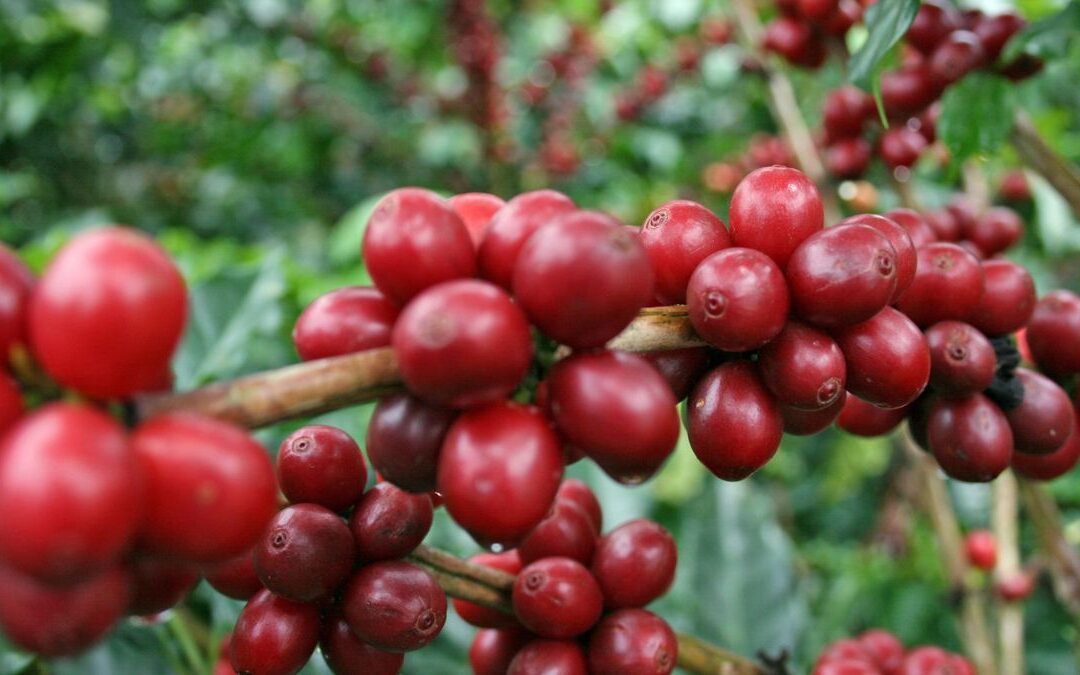 La caída del precio del café amenaza el sustento de 19 mil familias cafeteras en Risaralda