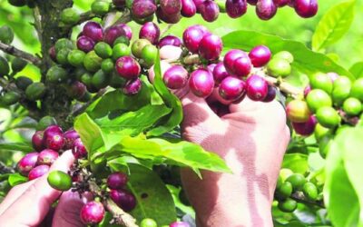 El Niño amenaza la caficultura en Colombia, cultivadores advierten impactos considerables