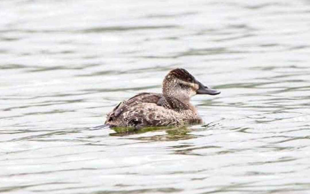 El lago de Tota será escenario del Censo Neotropical de Aves