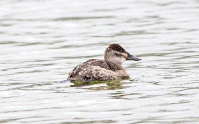 El lago de Tota será escenario del Censo Neotropical de Aves