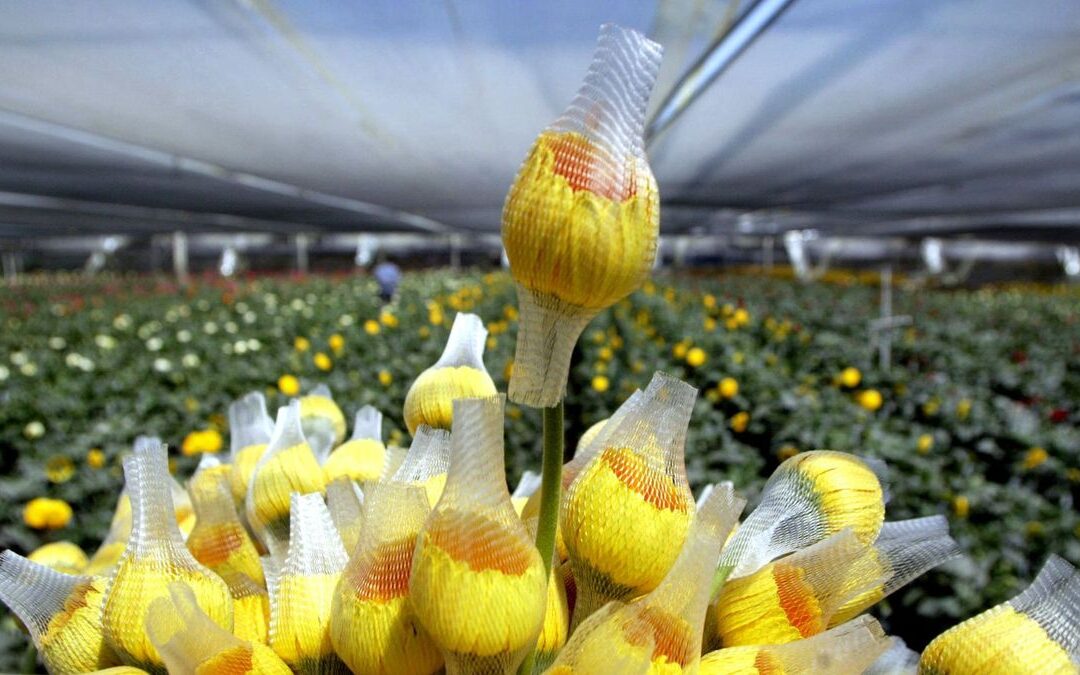 Flores, entre los sectores más afectados por nuevo arancel de EE.UU. a Colombia que entra en vigencia a medianoche