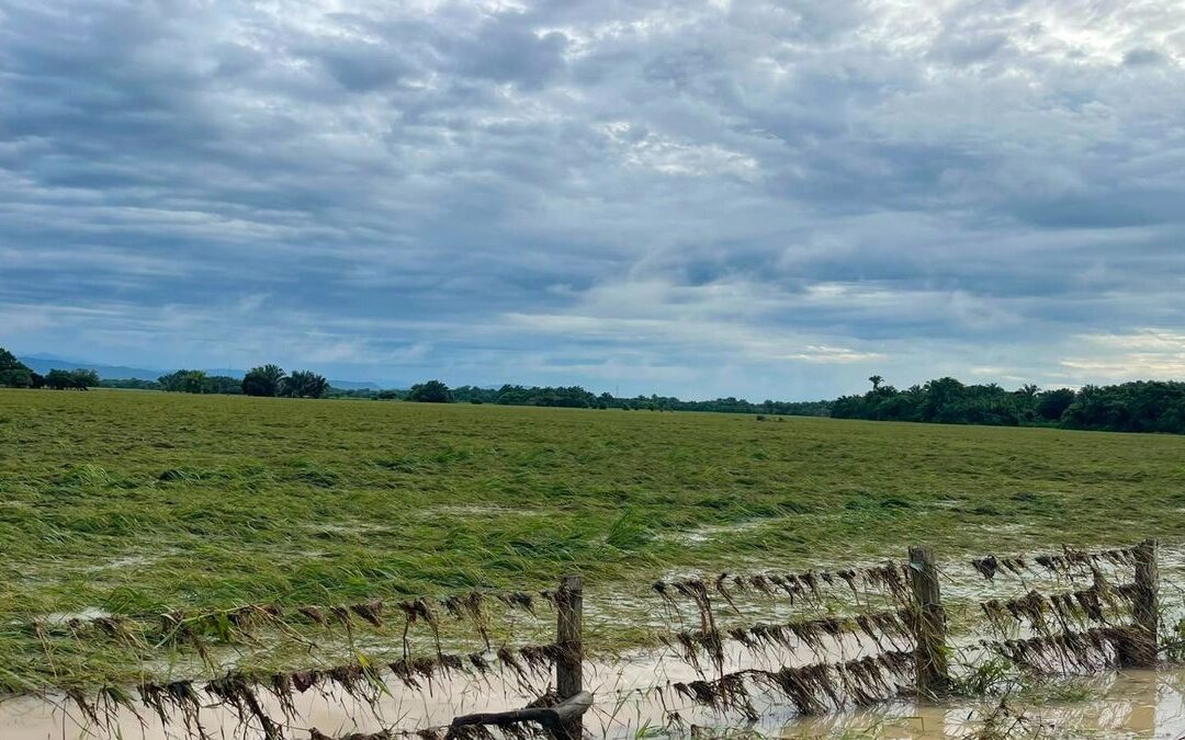 Inundaciones en Casanare y Arauca golpean miles de hectáreas de arroz, alerta Fedearroz