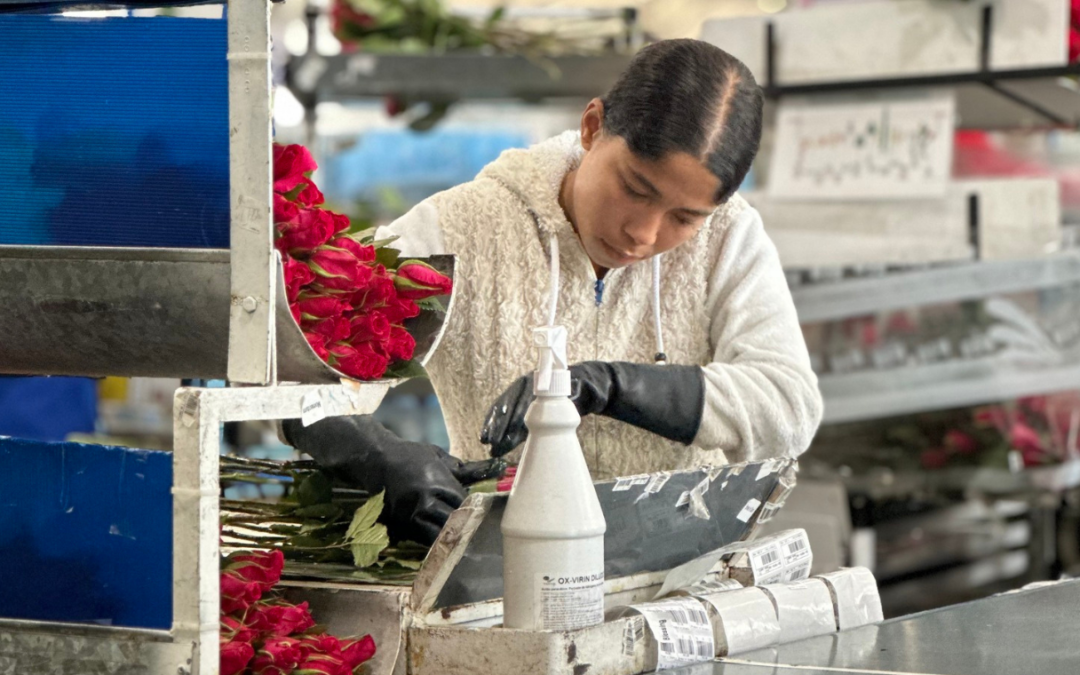 Asocolflores: nuevo arancel de EE. UU. se suma al aumento de costos que enfrenta el sector floricultor