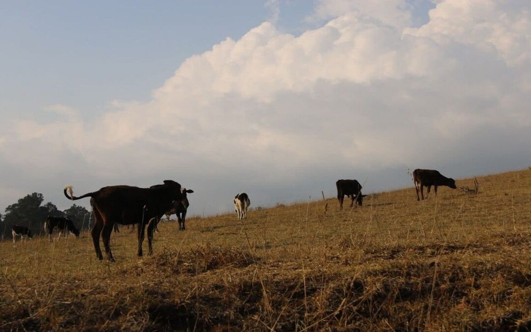 Fenómeno de El Niño: sequía pone en riesgo la ganadería del Atlántico