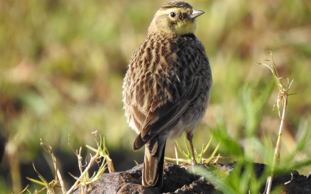 Proteger los hábitats y usar responsablemente los agroquímicos, clave para conservar especies amenazadas en Boyacá