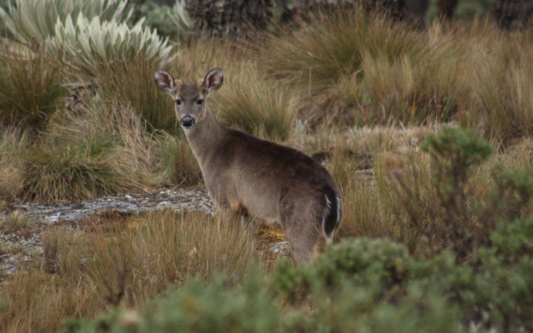 Proteger al venado cola blanca, una prioridad para salvaguardar la biodiversidad en Boyacá