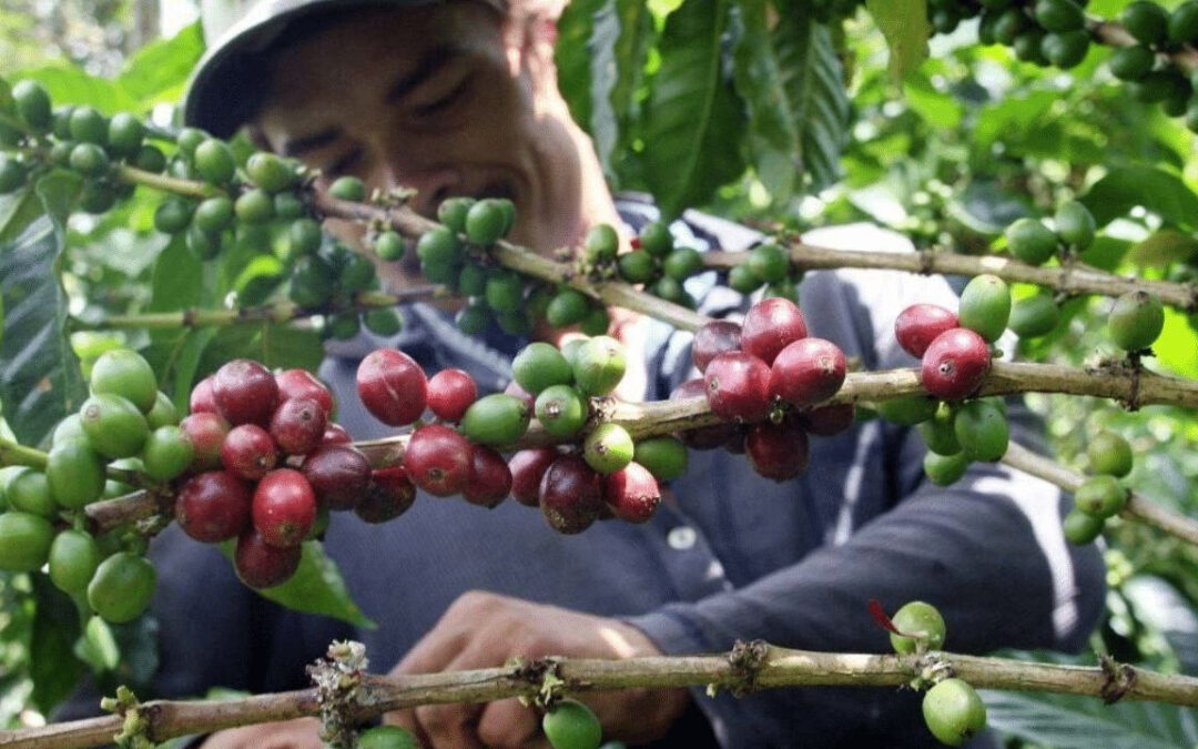 Exportaciones de café colombiano avanzan con normalidad tras sismo del pasado lunes