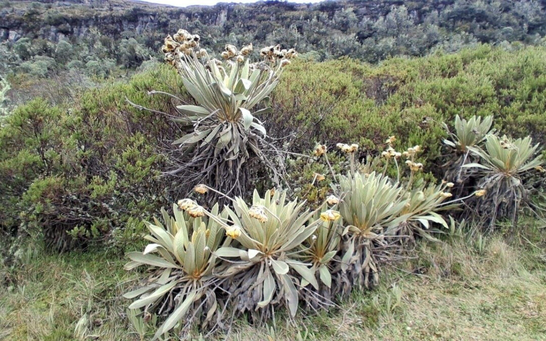 La CAR advierte que plantar frailejones fuera del páramo puede terminar dañando el ecosistema
