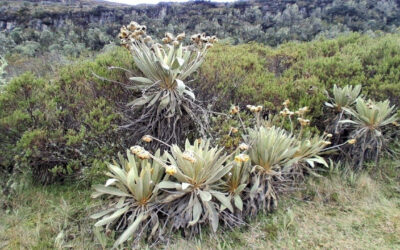 La CAR advierte que plantar frailejones fuera del páramo puede terminar dañando el ecosistema