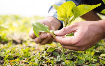 Gobierno alista medidas para agroexportadores y productores ante fenómeno de El Niño