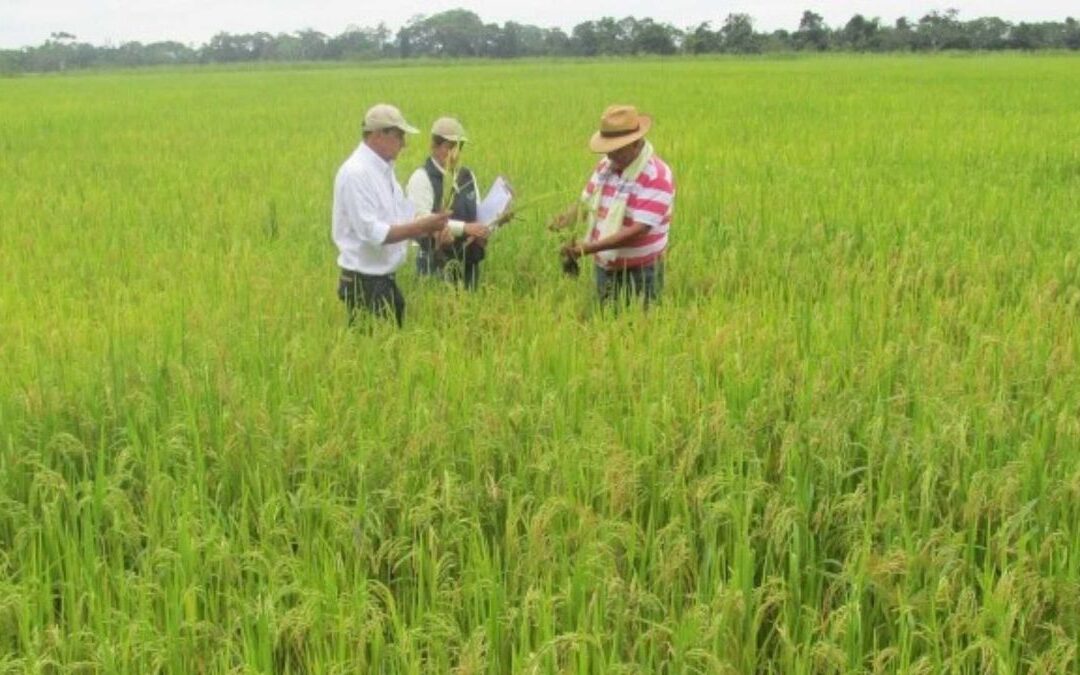 SIC formula cargos a siete compradores de arroz por presuntos pagos por debajo del precio mínimo