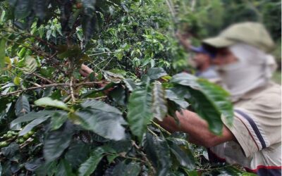 Tolima espera más de 45 compradores internacionales en la Feria Internacional del Café