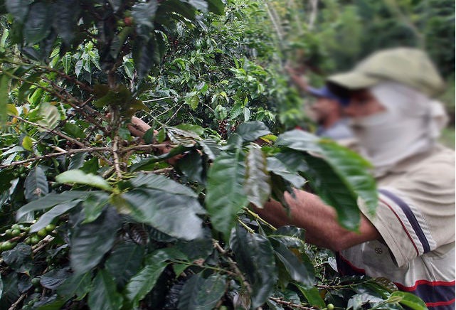 Tolima espera más de 45 compradores internacionales en la Feria Internacional del Café