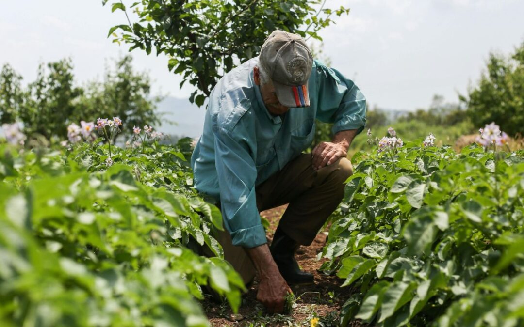Productores de papa de Boyacá piden respuestas al Gobierno ante crisis del campo