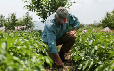 Productores de papa de Boyacá piden respuestas al Gobierno ante crisis del campo